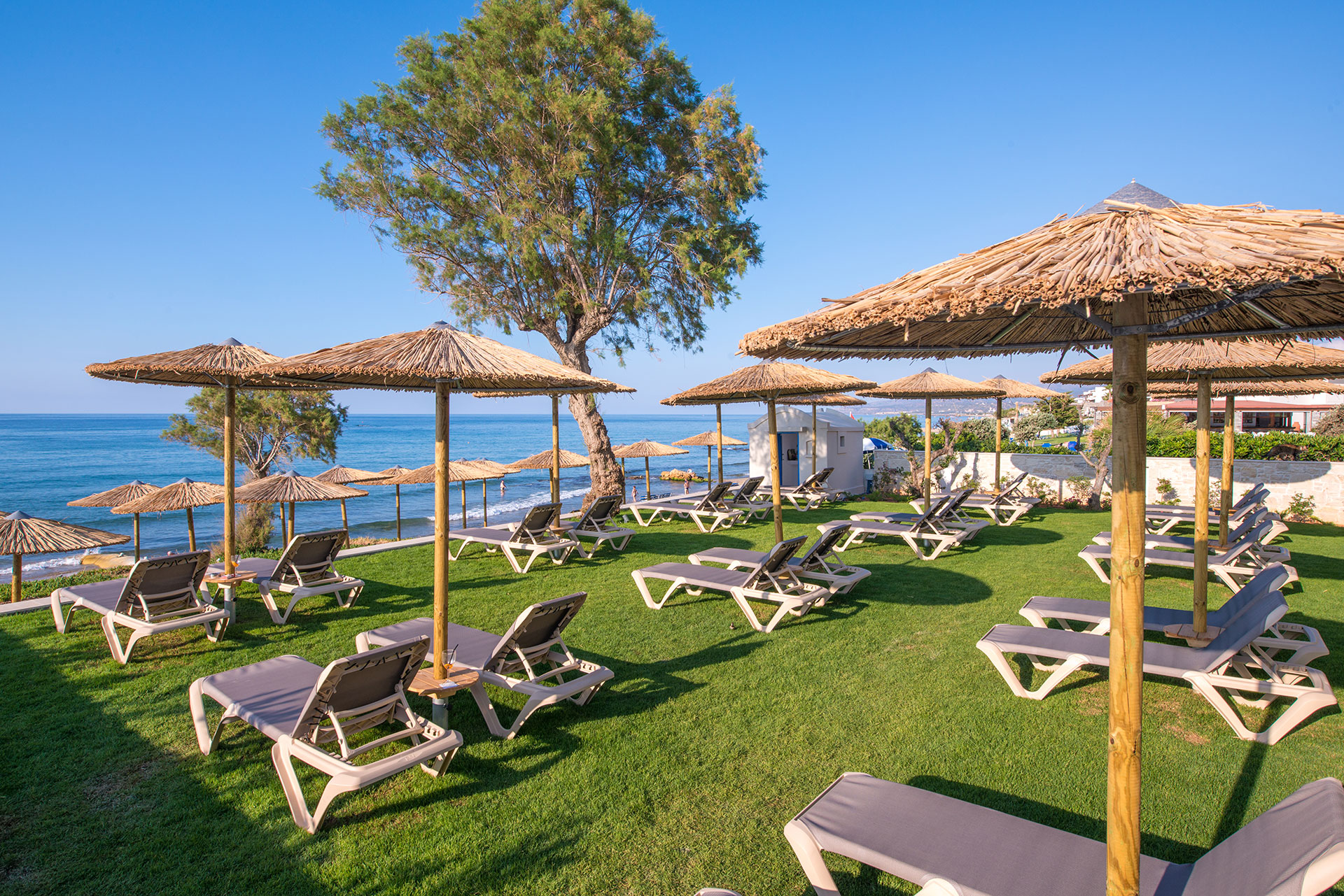 Beach bar sunbeds and umbrellas on grass